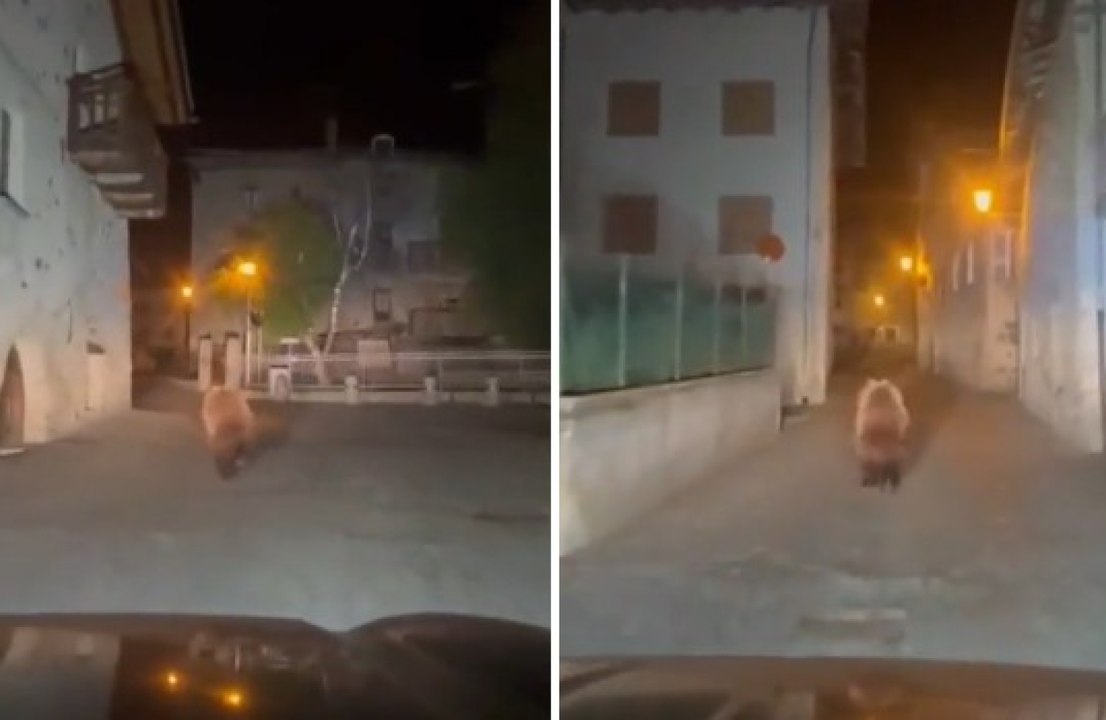 L’orso sbuca tra le case e corre nella notte: il video ripreso dall’auto