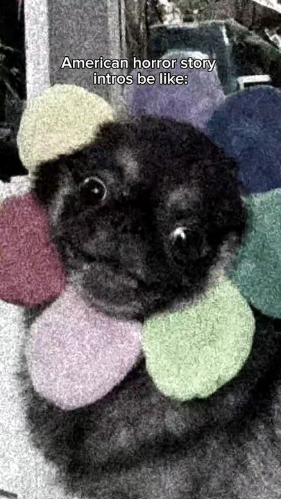 Pug kingdom bulletin