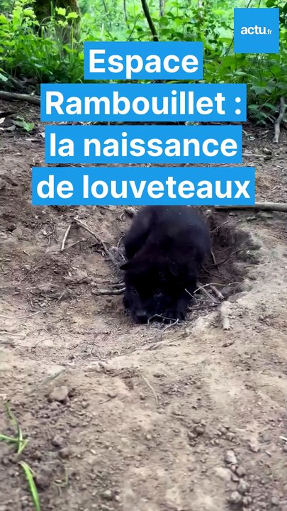 Premières images des louveteaux nés à l'Espace Rambouillet