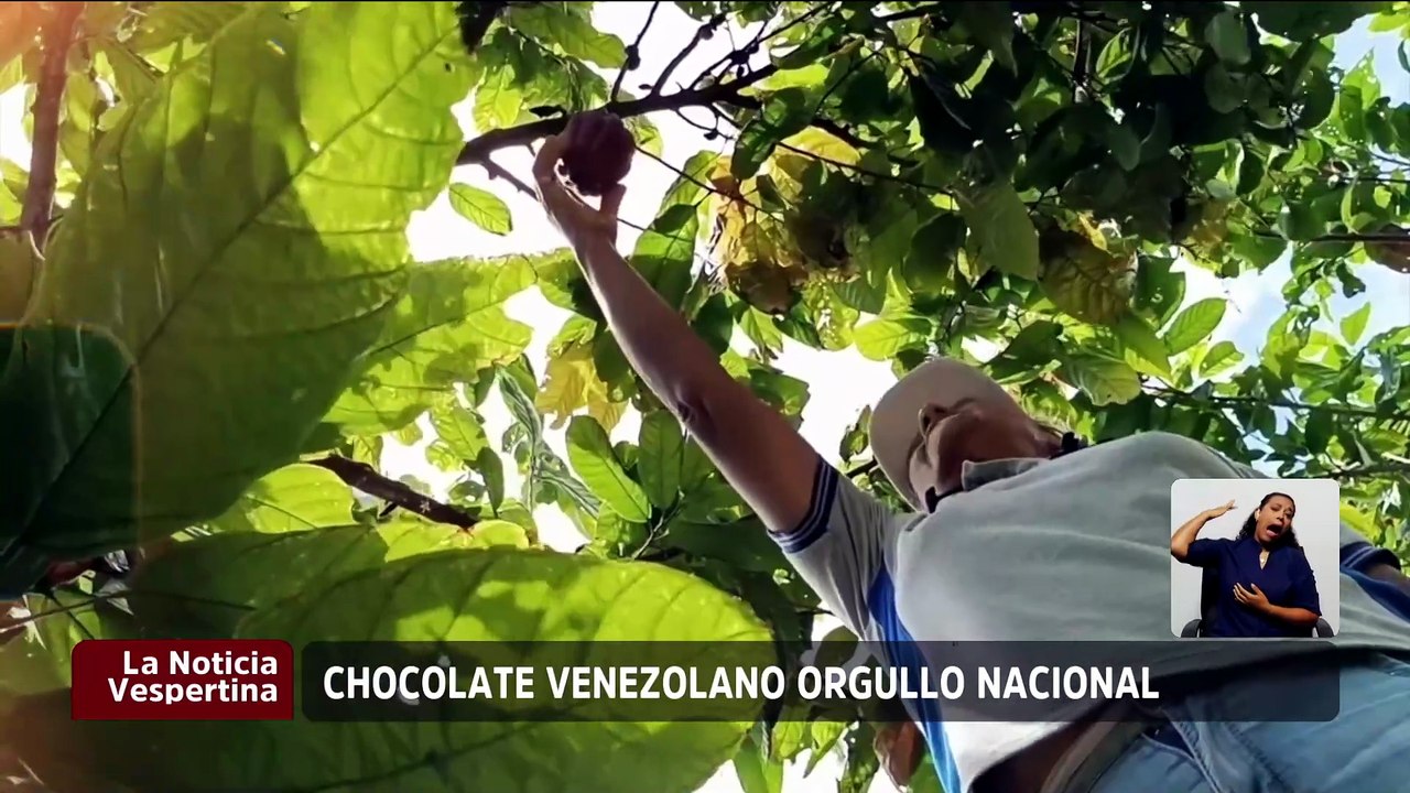Cacao venezolano pilar en identidad y economía de exportación galardonado en escenario internacional