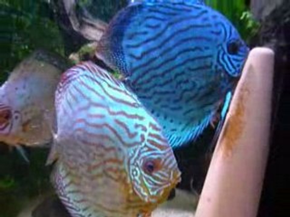 Aquarium 19 juin 2008 007