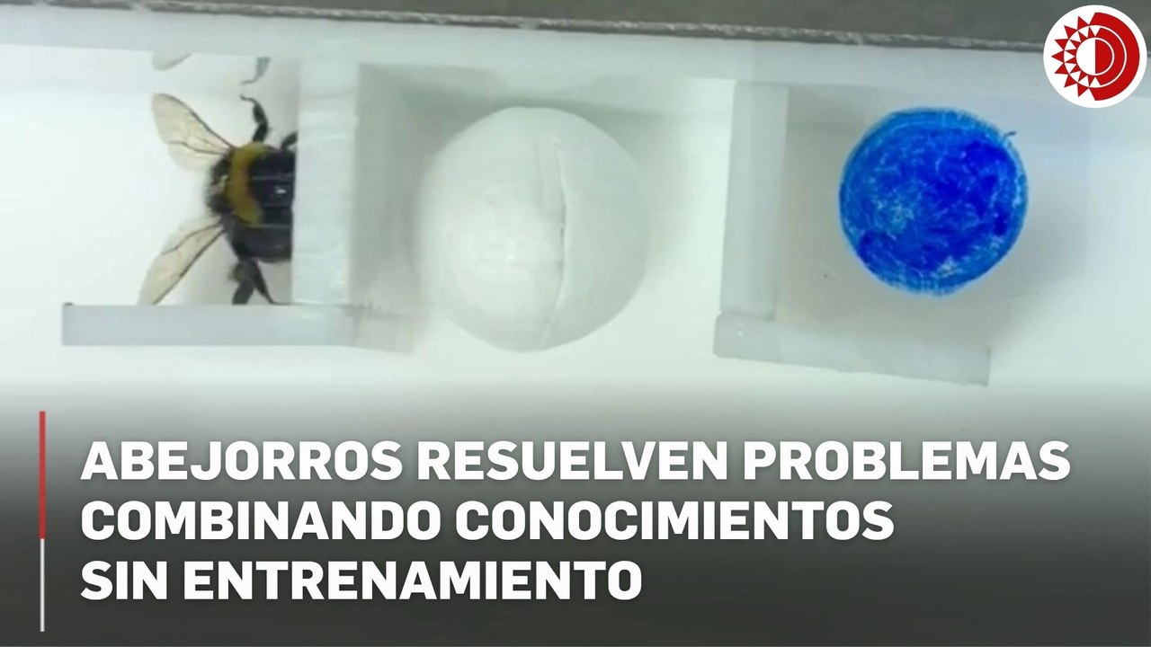 Abejorros demuestran capacidad de planificación similar a la humana