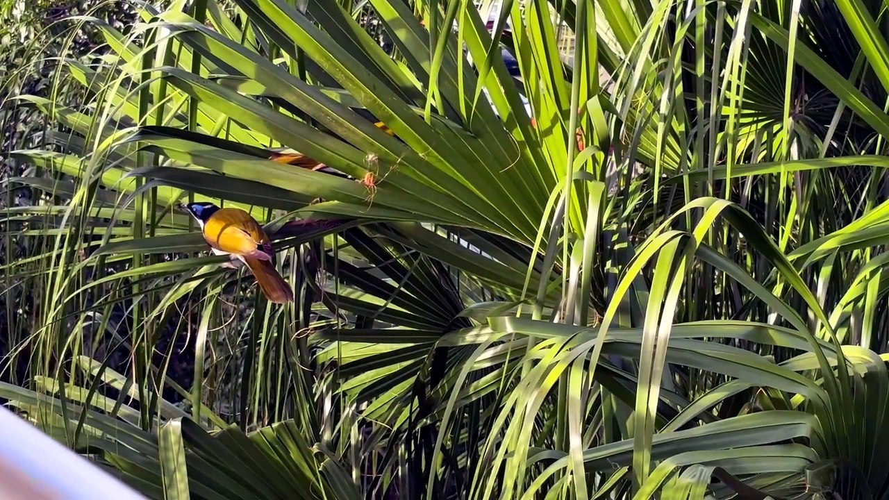 Banana bird (blue-faced honeyeater)