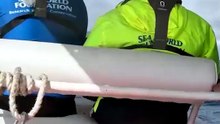 Crews work four hours to free whale caught in shark nets