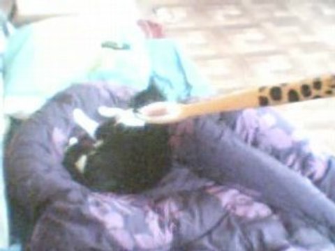 Les chats ont peur des brosses à dents!