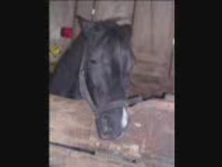 Poneys de mon club