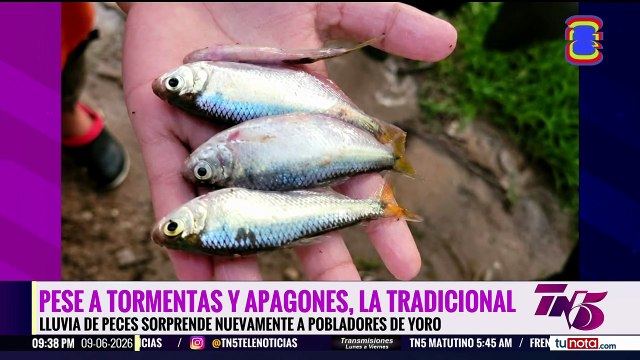 Pese a tormentas y apagones, la tradicional lluvia de peces sorprende nuevamente a pobladores de Yoro