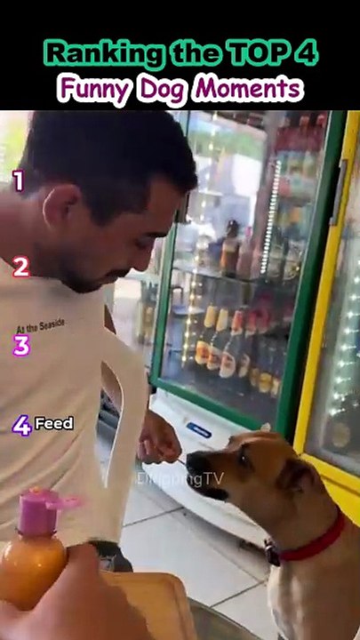 Ranking Top 4 funny dog moments -dtv