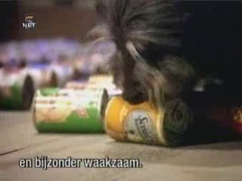 Chien et chat contre les voleurs