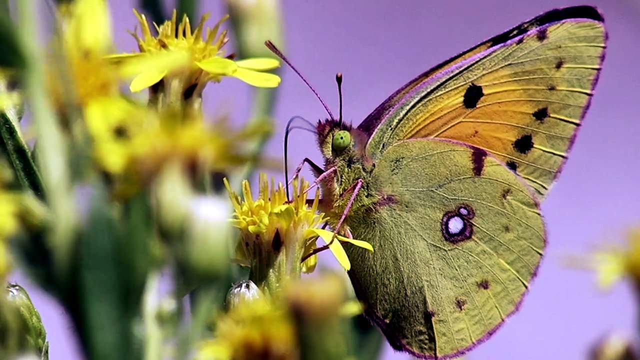 Little Matters Insects 2014