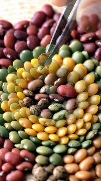Lentils Arranged Into a Stunning Mandala Pattern 🌈✨ Satisfying Art