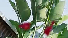 To calm her husband's rage disorder she endures; when hurt by a rival he avenges her [Full Movie] [Latest Version]Full EP - Full