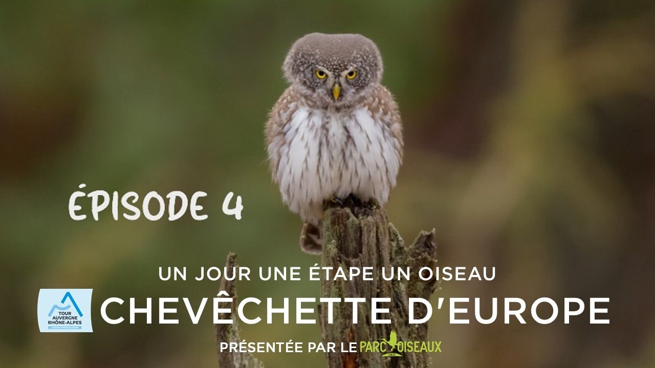 Tour Auvergne-Rhône-Alpes 2026 - Stage 4 - One Day. One Stage. One Bird