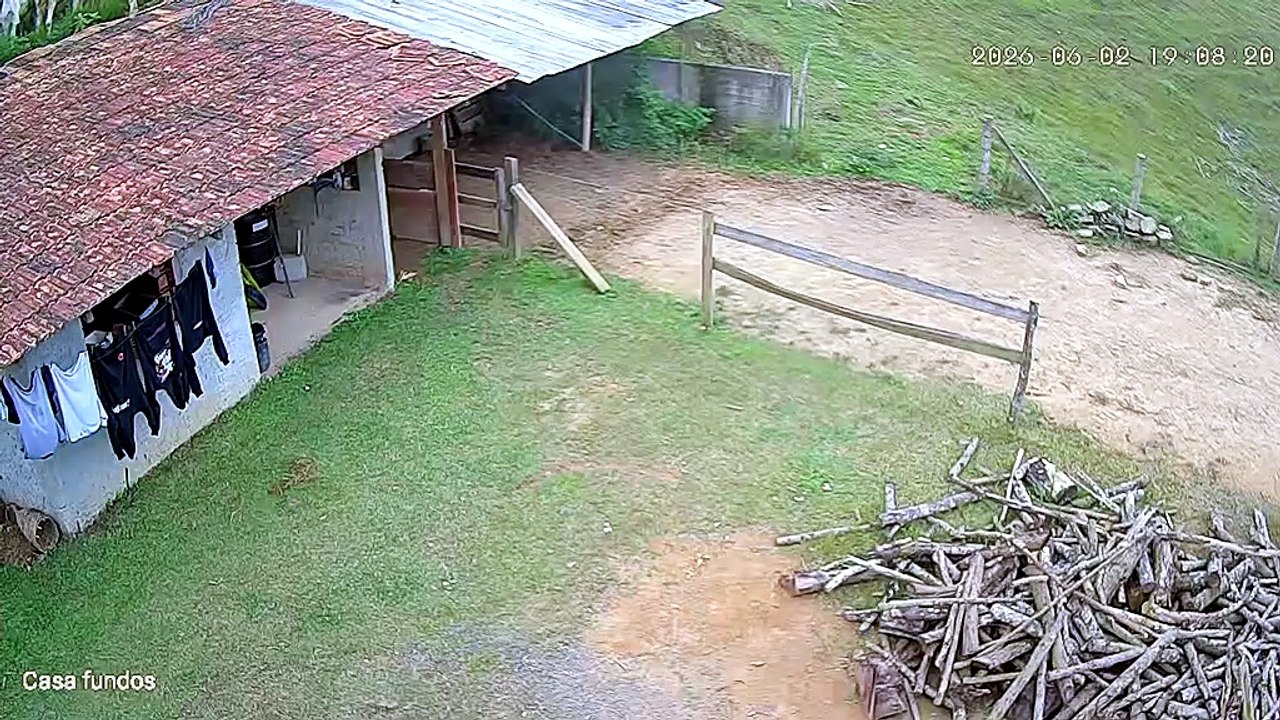 Impressionante! Vaca sai para pastar, sobe no telhado de uma casa e despenca; assista