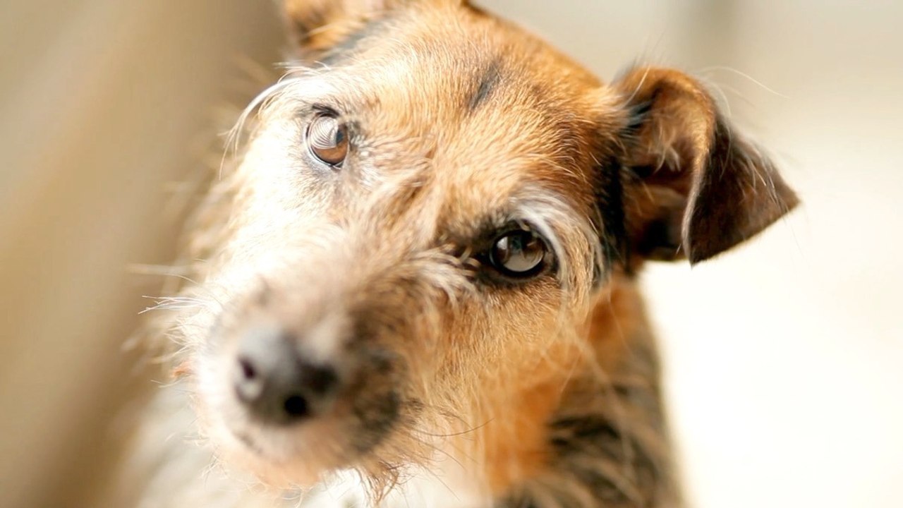 Can AI Talk to Animals? Scientists say it hinges on three key hurdles.