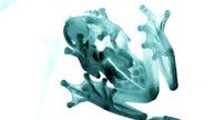 Meet the animal kingdom's most astonishing abilities