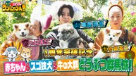 亀梨くんのワンにゃフル！ MC：亀梨和也！亀梨＆小峠＆いとうあさこ群馬動物旅SP シャーシャー保護猫 - 2026年06月10日
