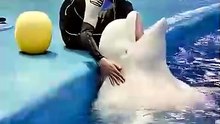 🐋 Incredible Beluga Whale Facts You Never Knew! ❄️