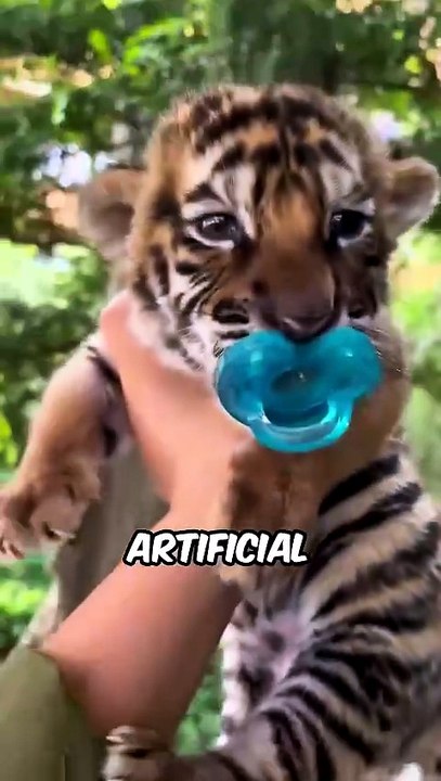 🐯 Amazing Tiger Facts You've Never Heard Before!
