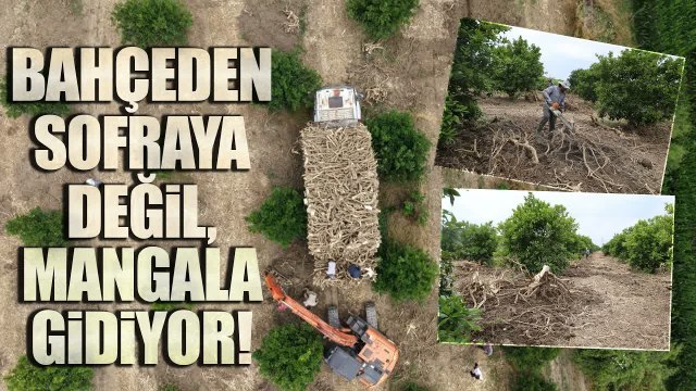 Verimi Düşen Narenciye Ağaçları Kömür Üretiminde Değerlendiriliyor