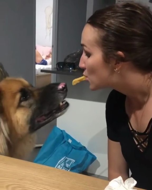 💕funny German Shepherd funny cute dog💕😍😍😍folow me plz
