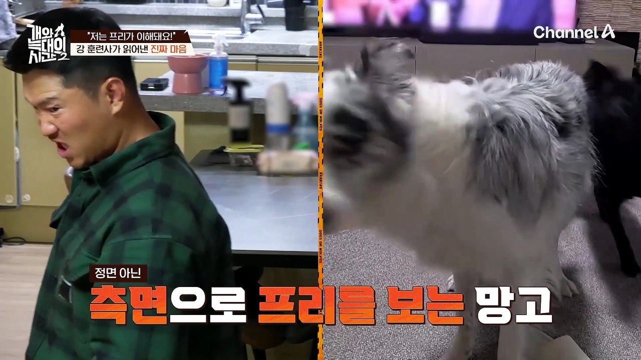 "이제 진짜 문제가 나옵니다" 개들이 장난치는데 누워있는 보호자..?(ㅋㅋ큐ㅠ)