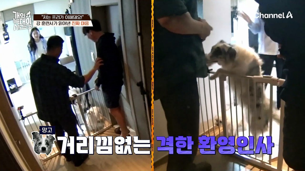 "저는 프리가 이해돼요!" 강 훈련사가 읽어낸 늑대개의 진짜 마음