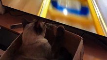 transforming cardboard into a theme park #viral #fanny #video #foryou