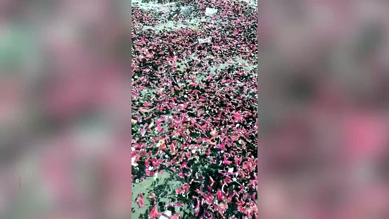 Thousands of pink sea cucumbers have appeared on the beaches of Mae Ramphueng, Thailand