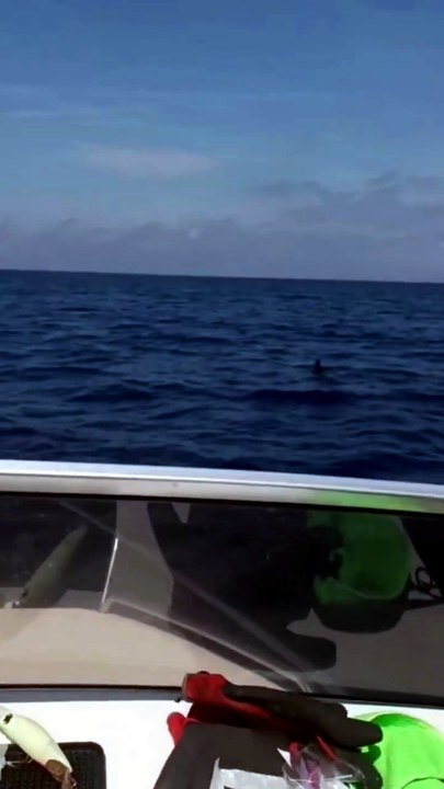 Golfo dei Poeti, squalo mako avvistato al largo del Tino