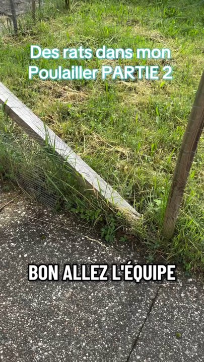 @m2assist_ nous emmène dans la partie 2 de la dératisation de son poulailler ! 🐔