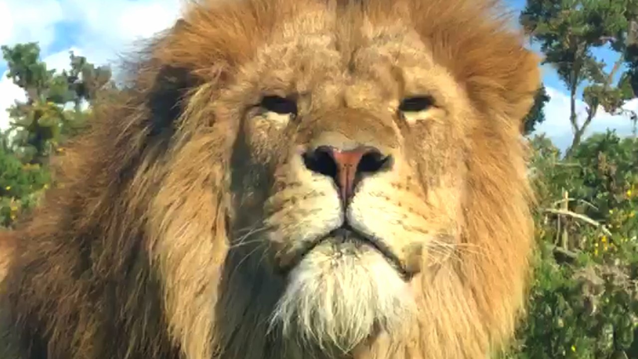 Excited Group of Friends Encounter Lion at the Zoo!