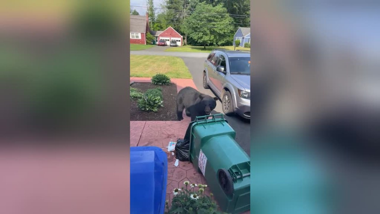 Man Chases Away Black Bear Rummaging Through Bins
