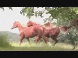 AL SHAMA DES CHAUMES