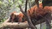 Red-Ruffed Lemurs at the Bronx Zoo
