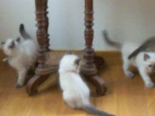 CHATONS RAGDOLL