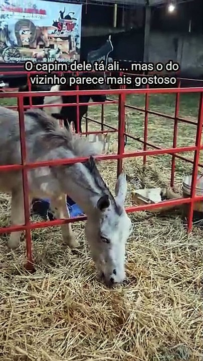 Capim dele tá ali