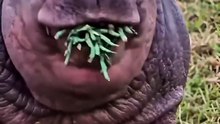 🦁 Humans Who Actually Turned Into Animals! 😱