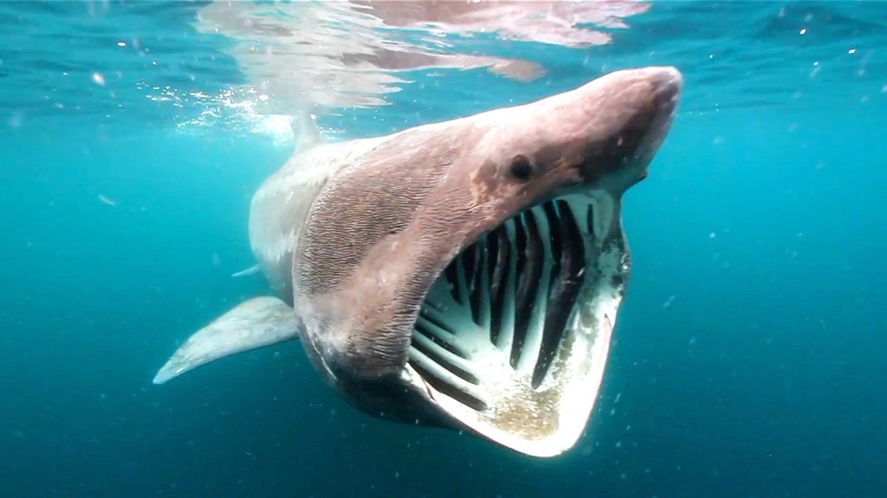 Basking sharks aren't entirely cold-blooded, marine biologists say