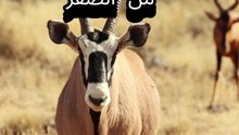تعلم اللغة الالمانية من الصفر اسماء الحيوانات باللغة الالمانية