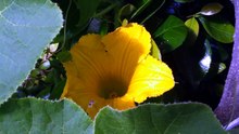 カボチャの花