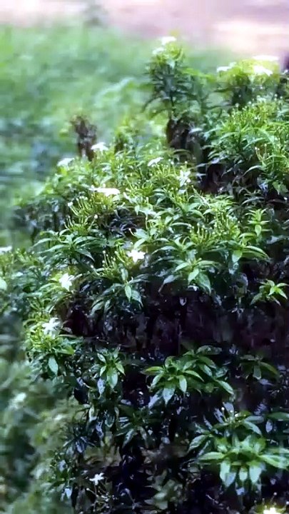 Kerala rain