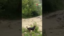 Bolu’da dereler taştı, tarım arazileri sular altında kaldı!