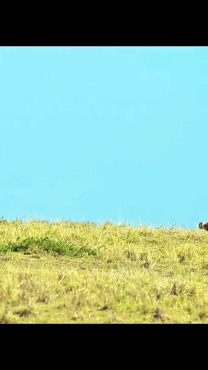Incredible High Speed Cheetah Chase and Hunt on the African Savanna
