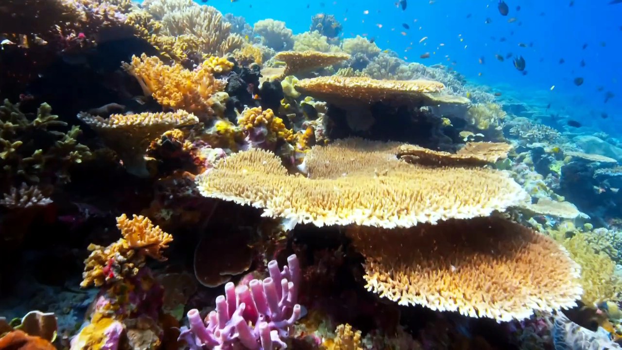 Oceans @ A Perfect Planet