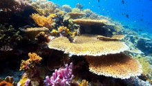 Oceans @ A Perfect Planet