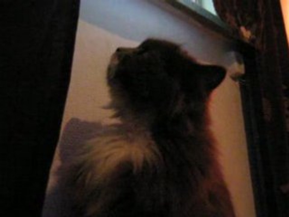 THISNEY.BLOGG.SE