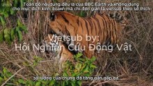 Tiger Island/Đảo Hổ  - Vietsub (P1)