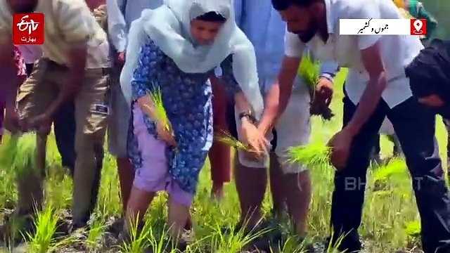 کسانوں کے احتجاج میں التجا مفتی کی شرکت، کھیتوں میں دھان کی پنیری لگا کر اظہارِ یکجہتی