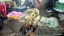 Rampuri aseel ka video sidhe Mandi se live | Quality and price | aseel murga mandi